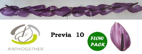 Anthurium Andreanum Grp Previa