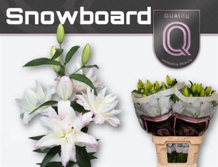 Lilium Oriental Grp 'Snowboard'