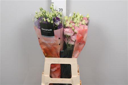 Eustoma russellianum gevuldbloemig Alissa gemengd in fust