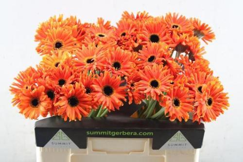 Gerbera grootbloemig krulvormig Pastini Emilia