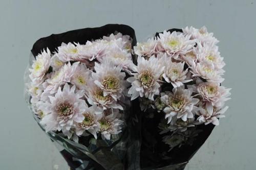 Chrysanthemum (Indicum Grp) tros Pastela Rosé