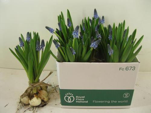 Dianthus standaard 'Safari'