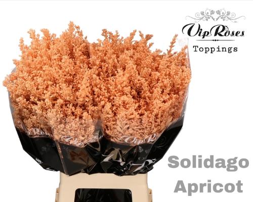 Solidago kleurbehandeld H%