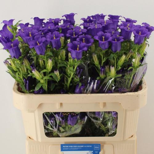 Campanula medium 'Champion Blue'