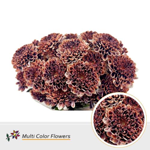 Chrysanthemum Indicum Grp tros kas kleurbehandeld H%