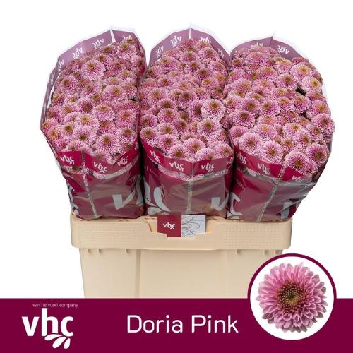 Chrysanthemum Indicum Grp tros santini Aaa Doria Pink