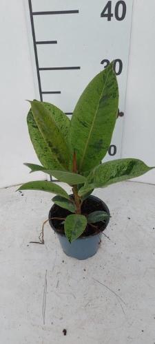 Lilium Oriental Grp 'Stardrift'