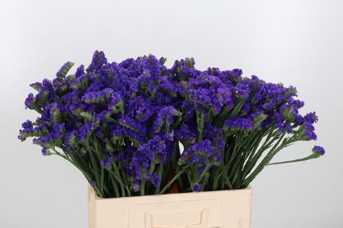Limonium sinuatum 'Crystal Dark Blue'