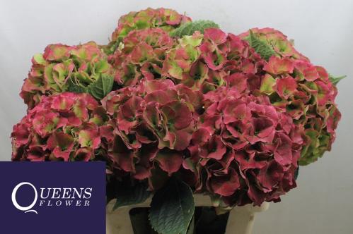 Hydrangea macrophylla Royal Palace (classic)
