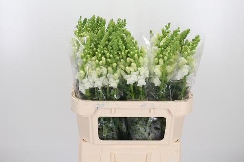 Antirrhinum majus 'Opus White'