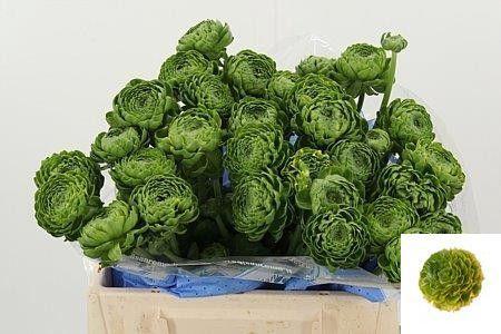Ranunculus asiaticus 'Pon-Pon Flora'