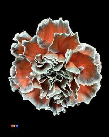 Dianthus standaard kleurbehandeld H%