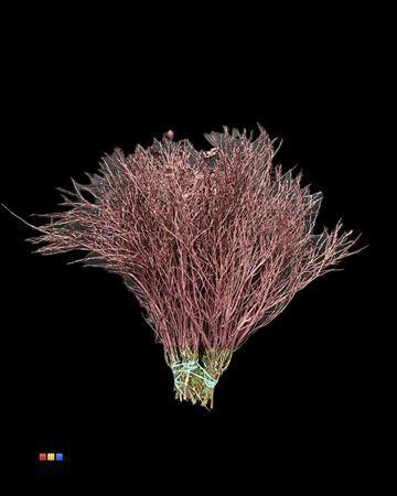 Vaccinium kleurbehandeld H%