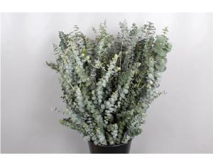 Eucalyptus 'Baby Blue'