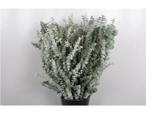 Eucalyptus 'Baby Blue'