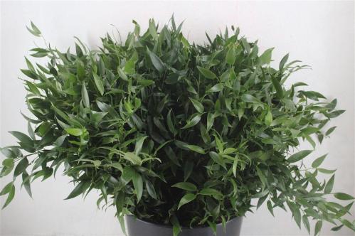 Ruscus aculeatus (klein blad)