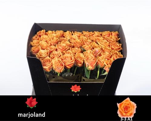 Rosa grootbloemig Novi!