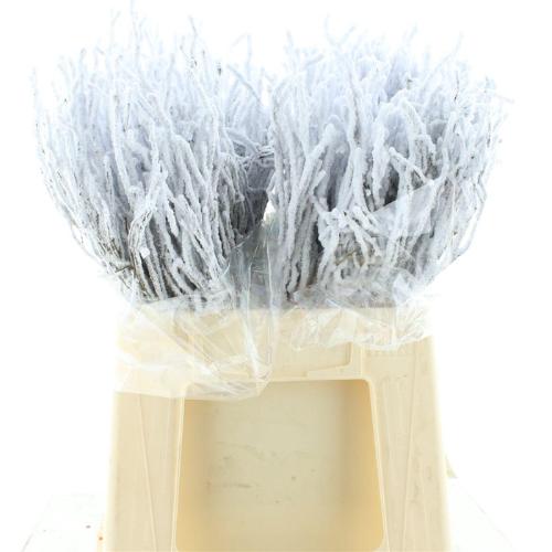 Vaccinium kleurbehandeld H%