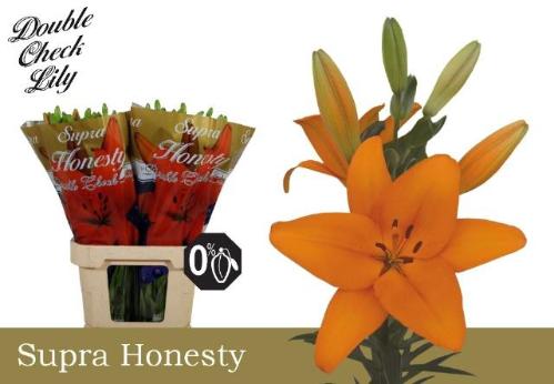 Lilium Longiflorum x Aziatische Grp 'Honesty'