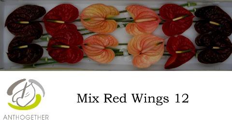 Anthurium Andreanum Grp gemengd