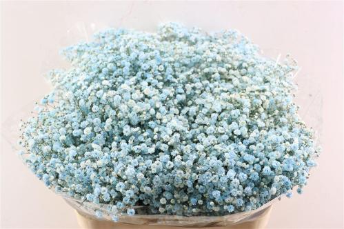 Gypsophila overig kleurbehandeld H%