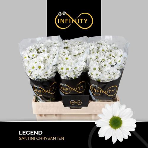 Chrysanthemum (Indicum Grp) tros santini Legend