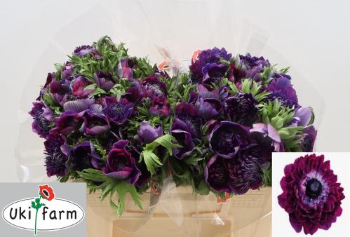 Anemone coronaria 'Levante Blu'