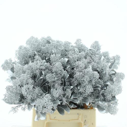 Skimmia per bos overig kleurbehandeld H%