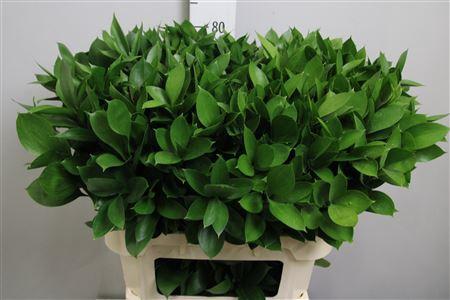Ruscus hypophyllum (groot blad)
