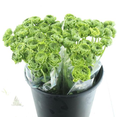 Ranunculus asiaticus 'Pon-Pon Flora'