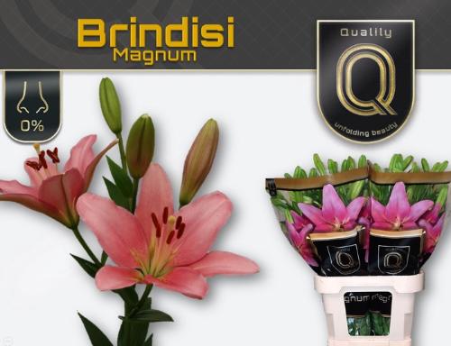 Lilium Longiflorum x Aziatische Grp 'Brindisi'