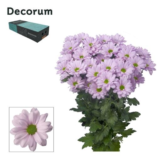 Chrysanthemum (Indicum Grp) tros Kennedy Rosy