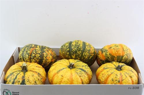Cucurbita pepo