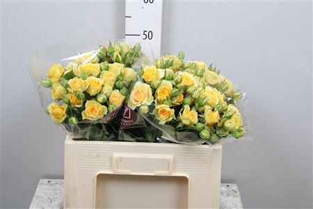 Rosa tros Bandolero