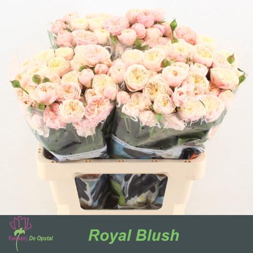 Rosa tros Royal Blush