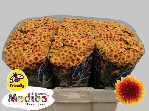 Chrysanthemum (Indicum Grp) tros santini) Madiba Tyolo Sunrise