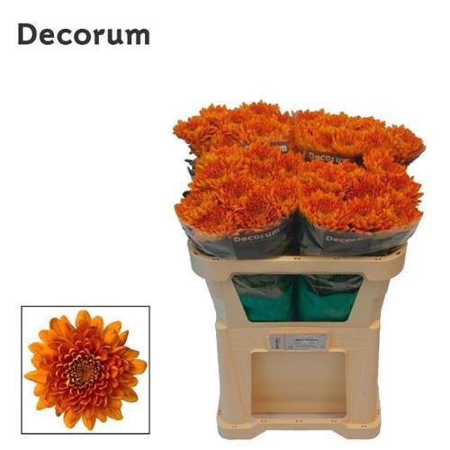 Chrysanthemum (Indicum Grp) geplozen Bellavista