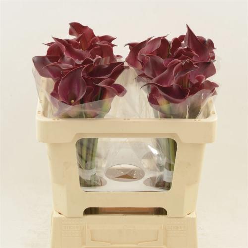Zantedeschia 'Red Charm'