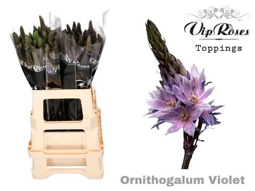 Ornithogalum saundersiae kleurbehandeld H%