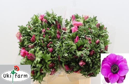 Anemone coronaria 'Galil Purper'