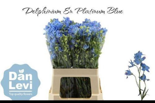 Delphinium grandiflorum enkelbloemig 'Morpho Platinum Blue'