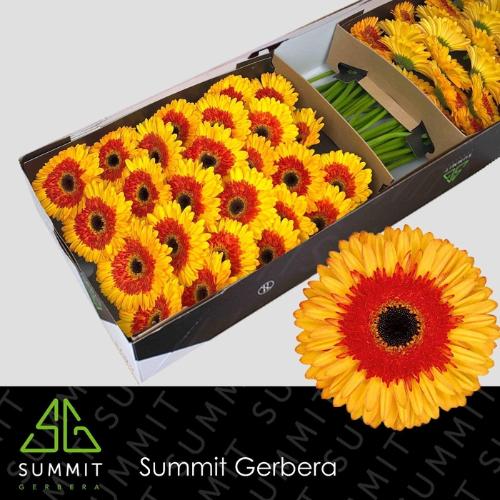 Gerbera grootbloemig Candycorn