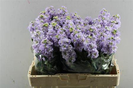 Matthiola incana 'Impala Marine'