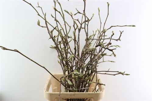 Magnolia grandiflora