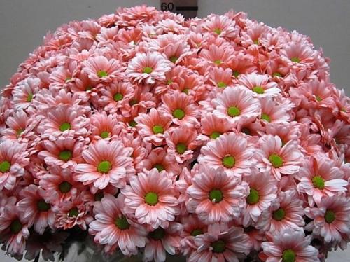 Chrysanthemum Indicum Grp tros kas kleurbehandeld H%