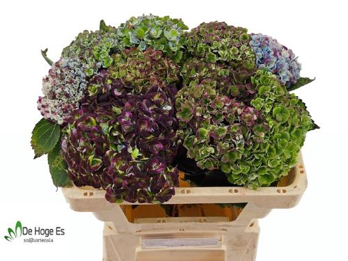 Hydrangea macrophylla Magical Revolution (classic blue)