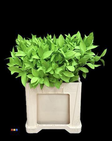 Ruscus kleurbehandeld H%