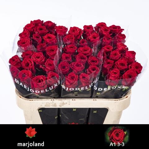Rosa grootbloemig Red Naomi!