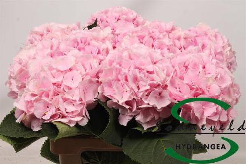 Hydrangea macrophylla 'Verena'