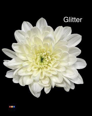 Chrysanthemum Indicum Grp tros kas kleurbehandeld H%